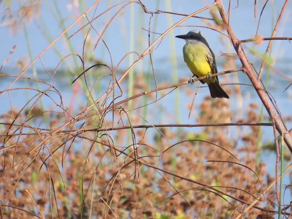 IMG_5336 2025 11.jPG