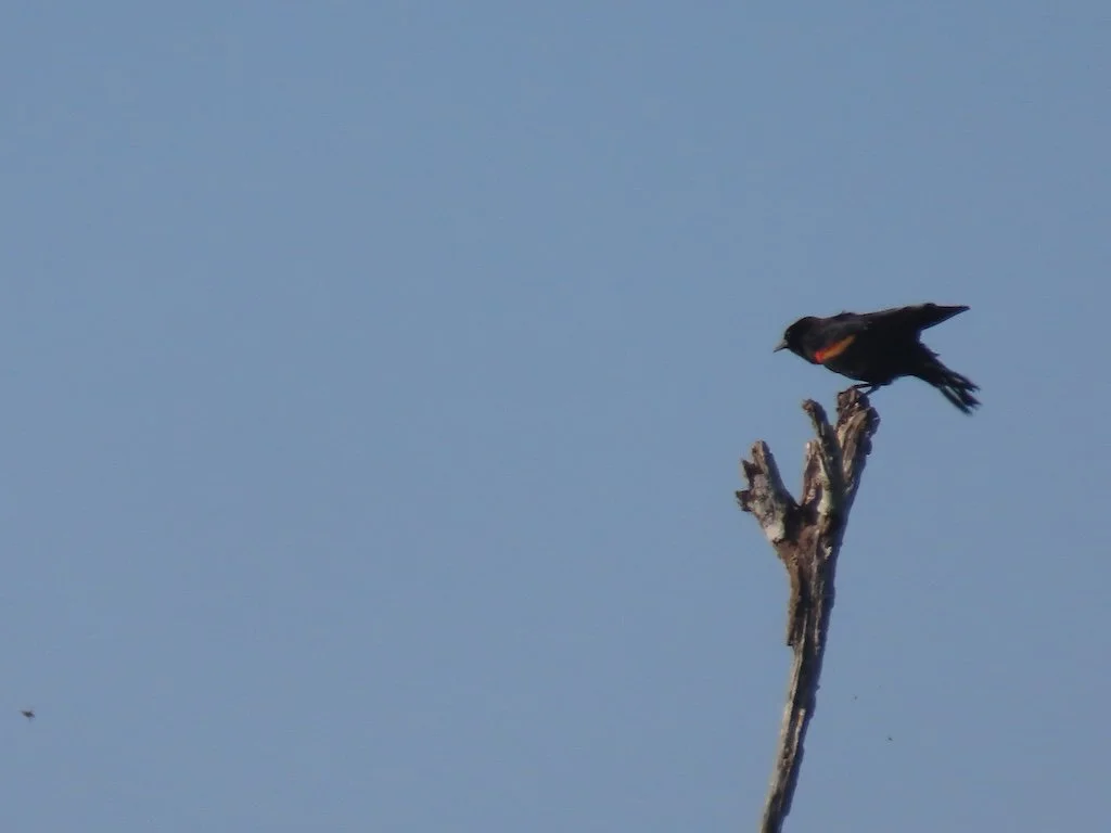 IMG_5367 2025 11.jPG