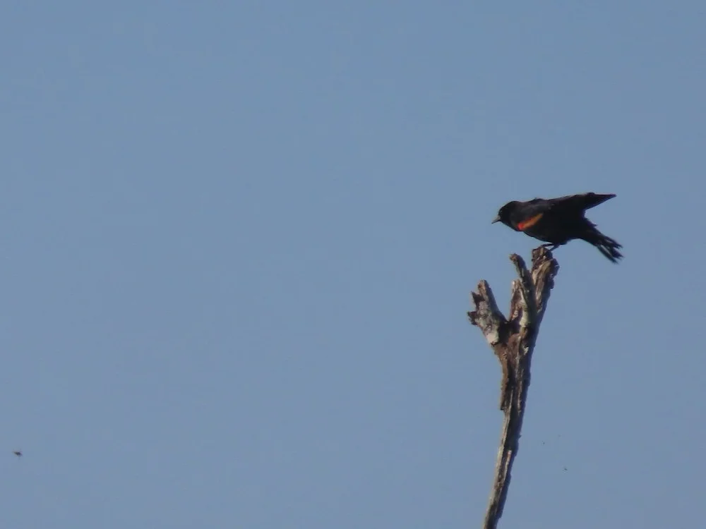 IMG_5367 2025 11.jPG