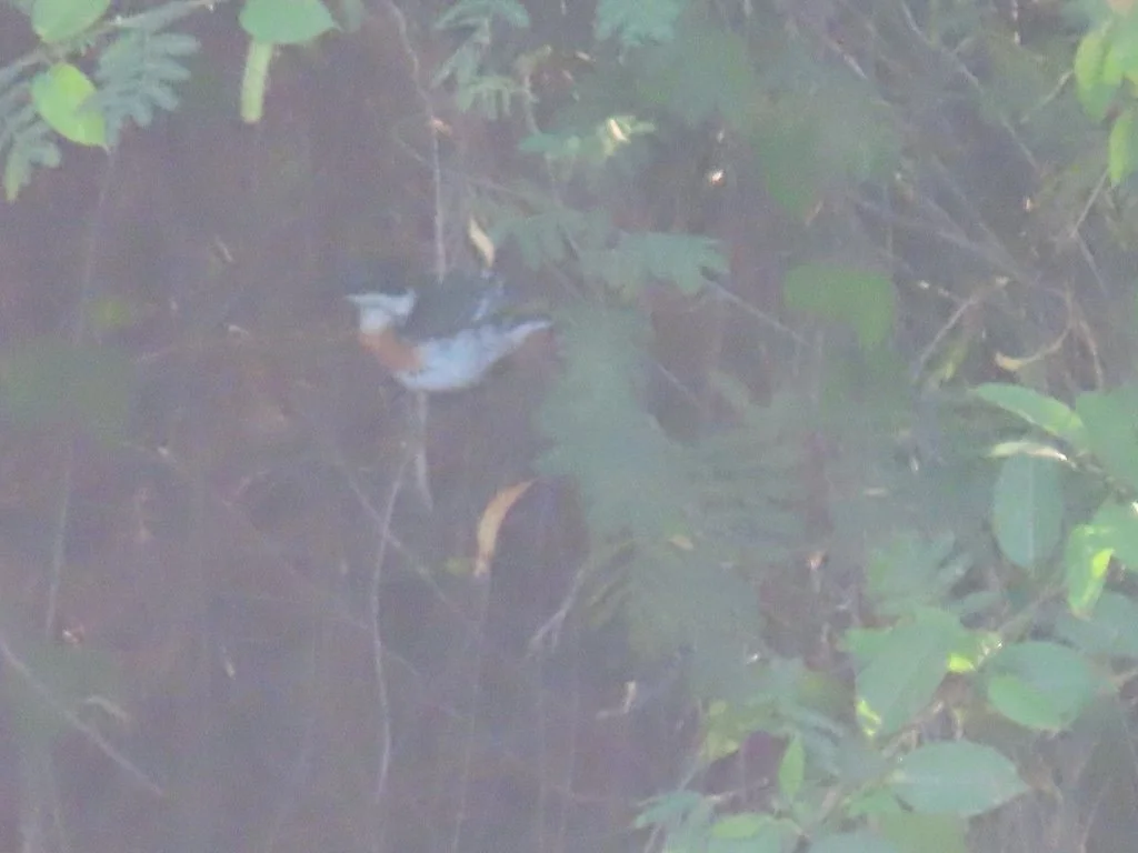 IMG_5413 2025 11.jPG