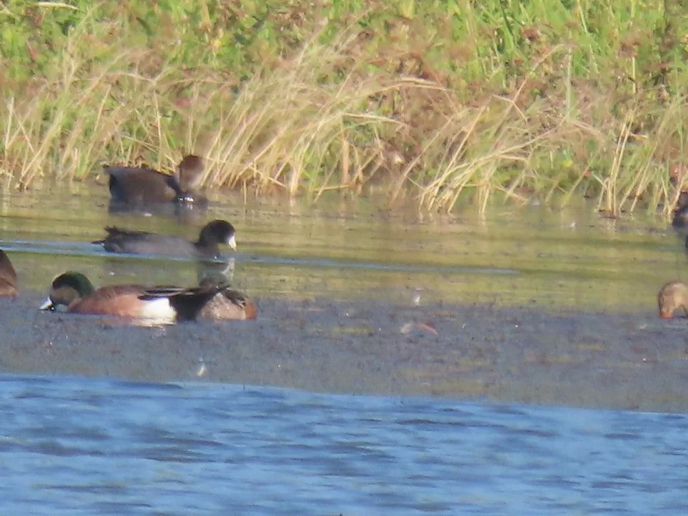 IMG_5497 2025 11.jPG