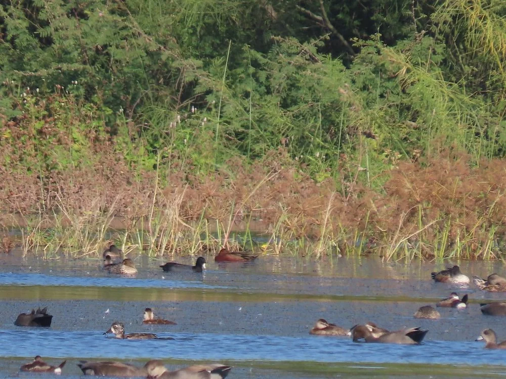 IMG_5506 2025 11.jPG