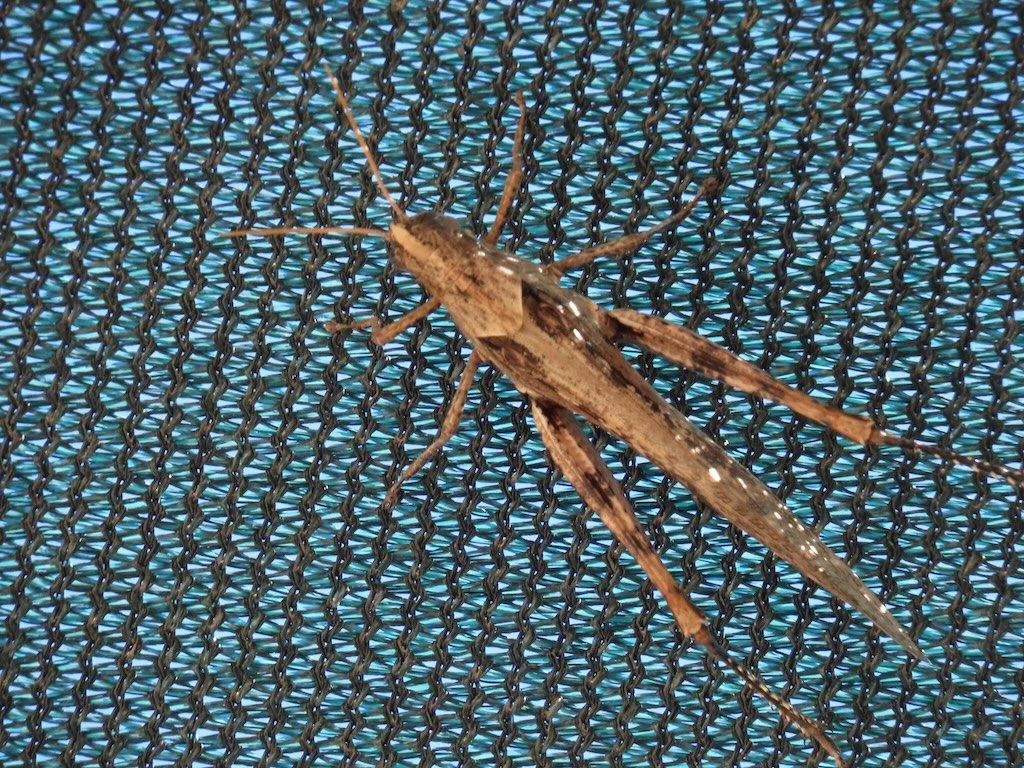 IMG_5527 2025 11.jPG