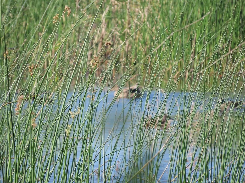 IMG_5543 2025 11.jPG