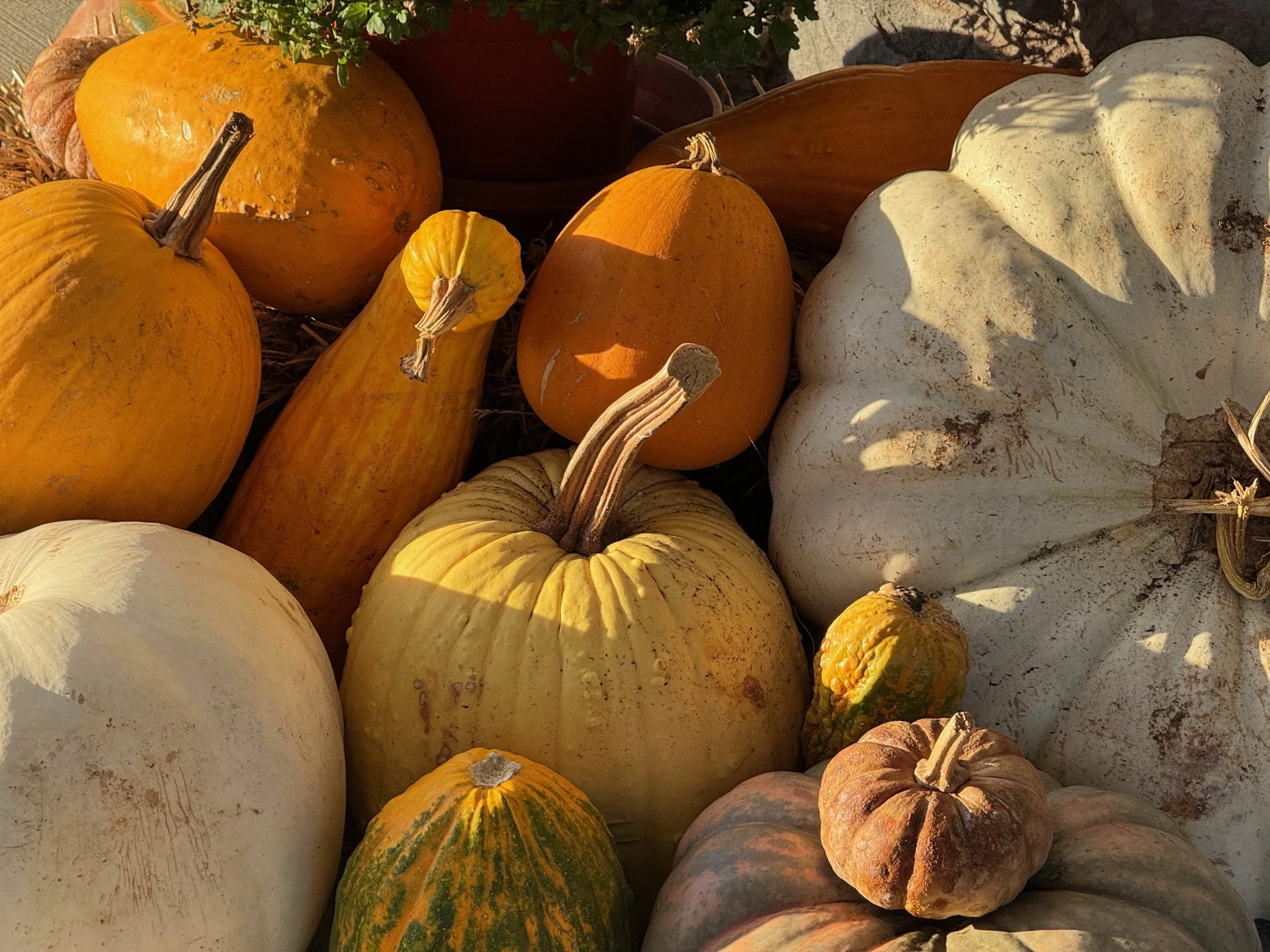 IMG_0756 2025 11.jpeg