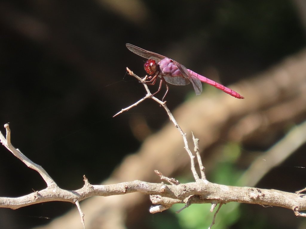 IMG_3668 2025 11.jPG