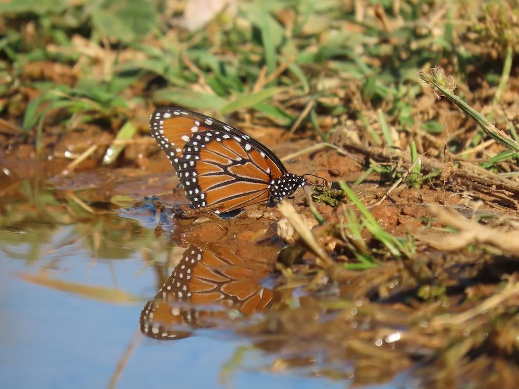 IMG_3789 2025 11.jPG