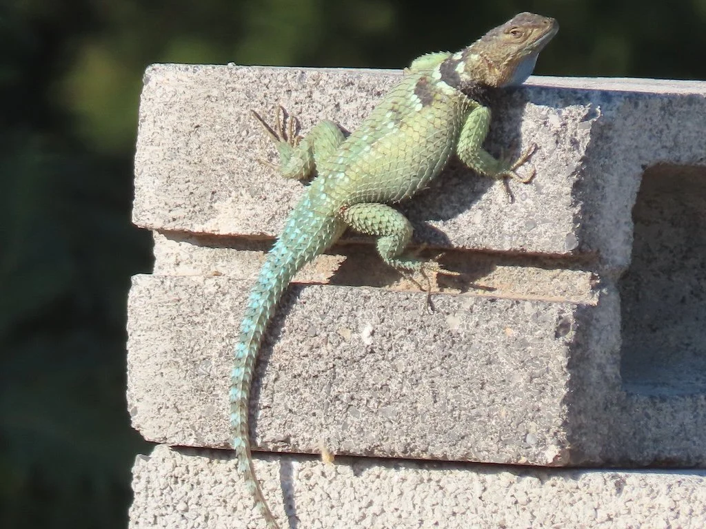 IMG_4312 2025 11.jPG