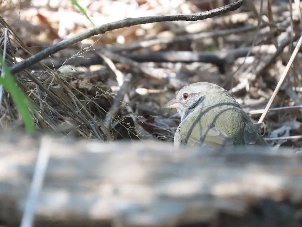 IMG_4713 2025 11.jPG