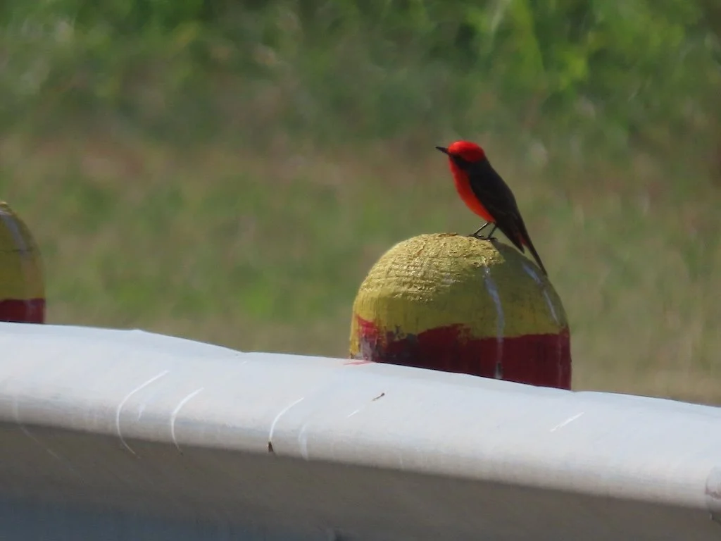 IMG_4901 2025 11.jPG