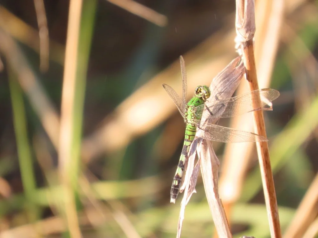 IMG_5118 2025 11.jPG