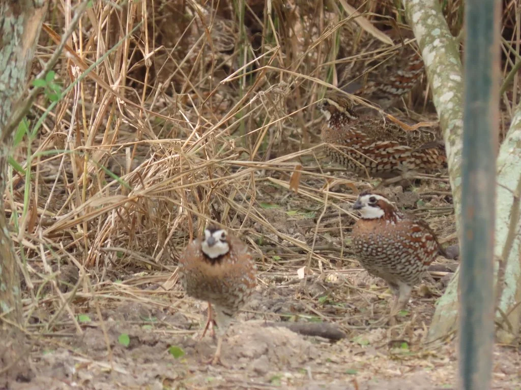 IMG_7075 2025 11.jPG