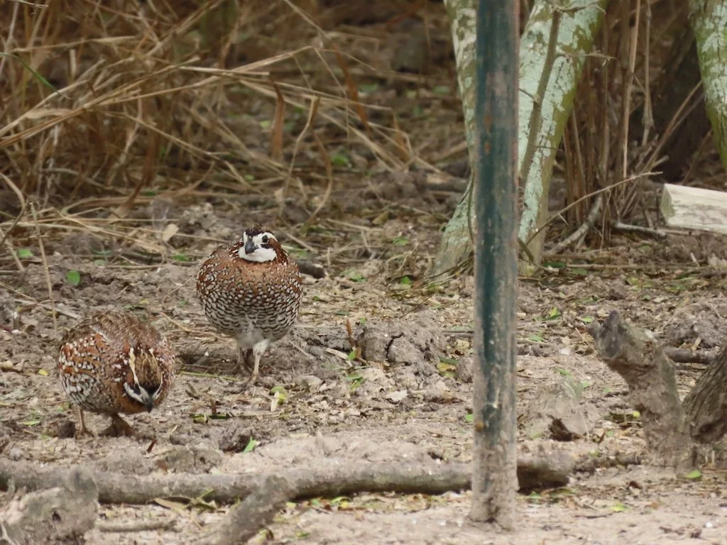 IMG_7098 2025 11.jPG