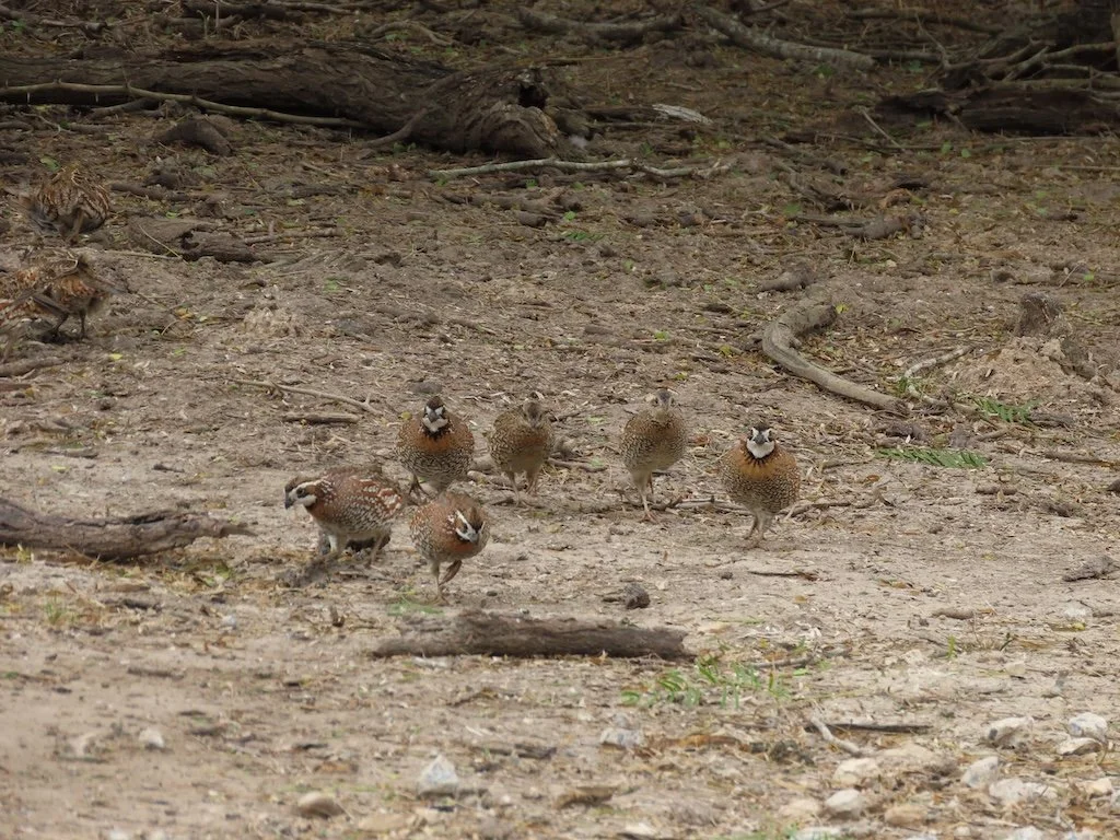 IMG_7133 2025 11.jPG