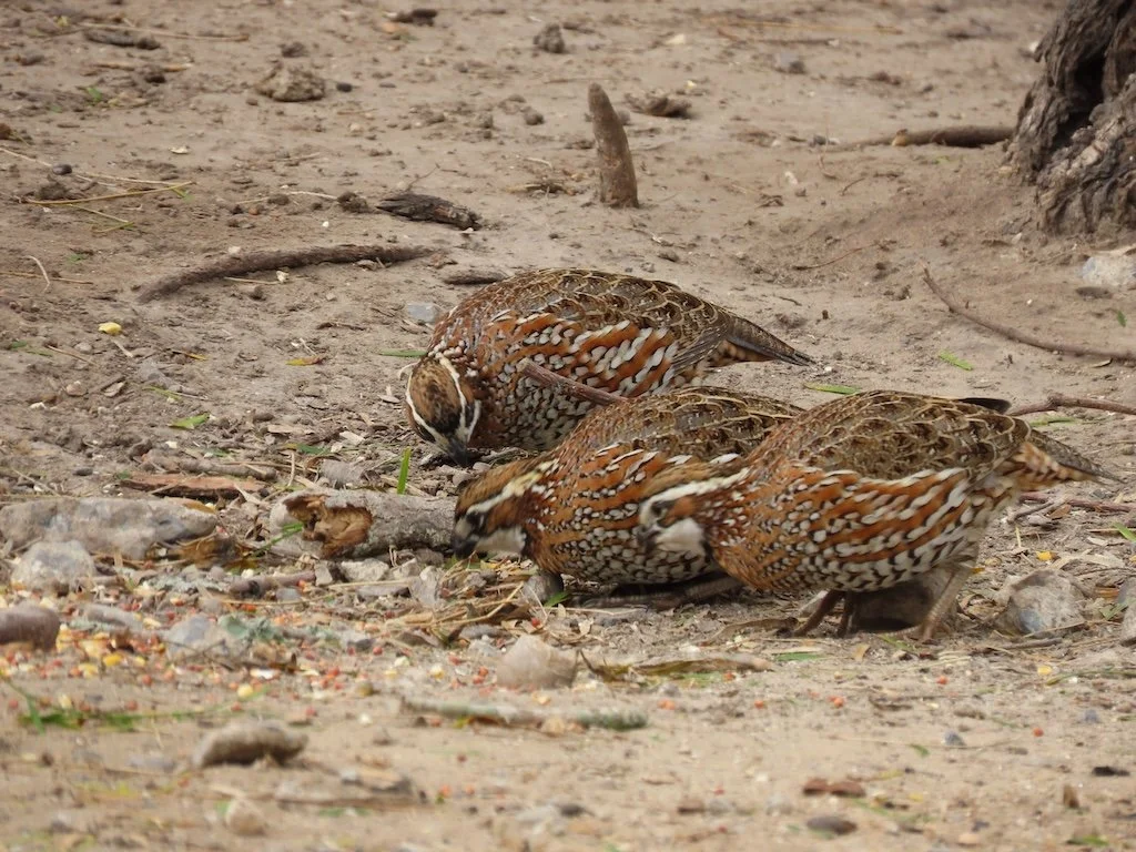 IMG_7146 2025 11.jPG