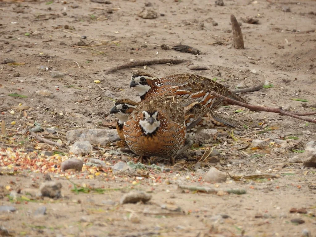 IMG_7152 2025 11.jPG