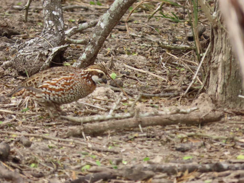 IMG_7166 2025 11.jPG