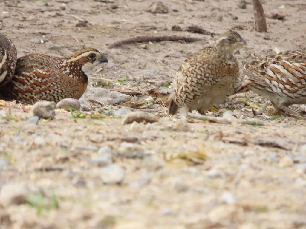 IMG_7214 2025 11.jPG