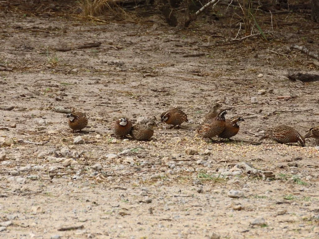 IMG_7208 2025 11.jPG