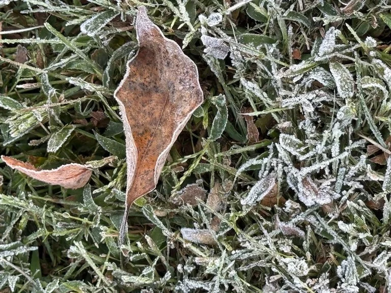 IMG_0249 2025 10.jpeg