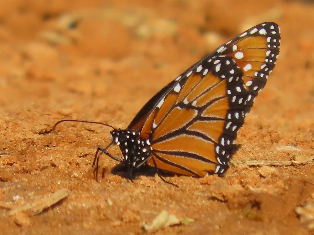 IMG_3910 2025 11.jPG