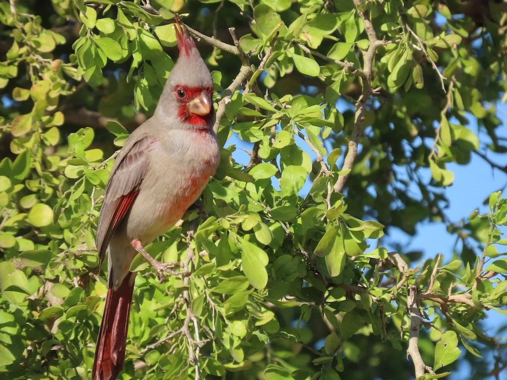 IMG_3888 2025 11.jPG