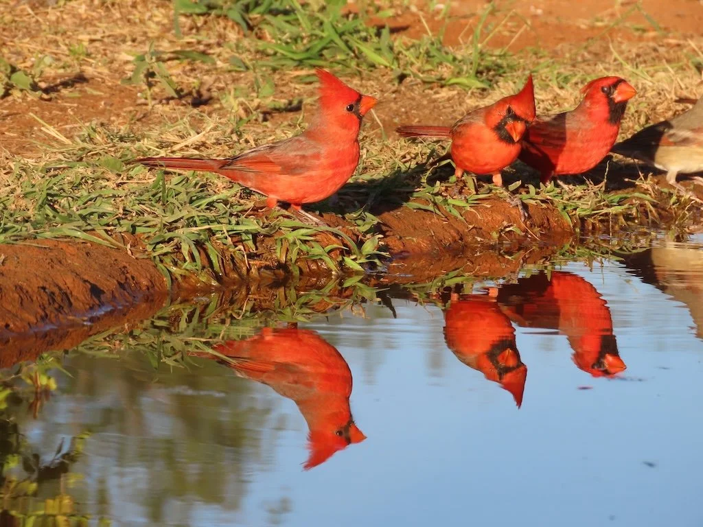 IMG_4062 2025 11.jPG