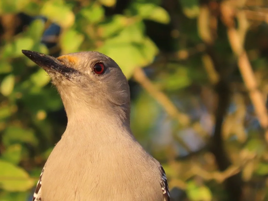 IMG_4126 2025 11.jPG