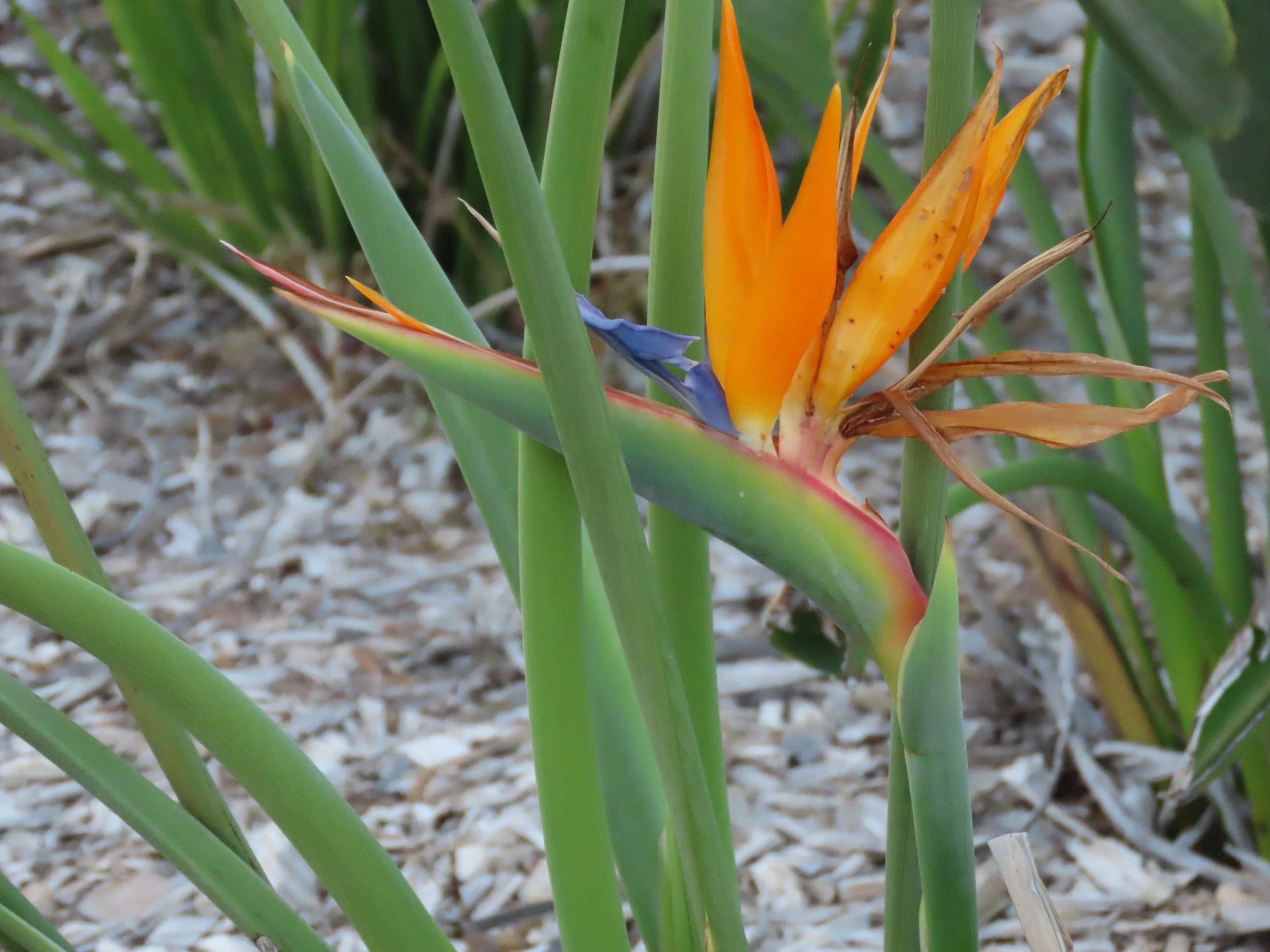 IMG_5012 2025 11.jPG