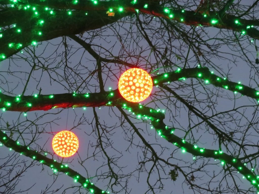 IMG_8807 2025 12.jPG