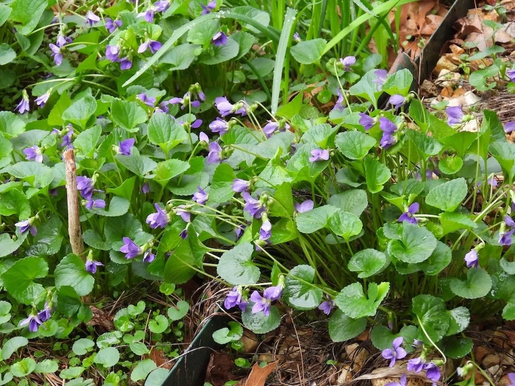 DSCN2227 2025 04.jPG