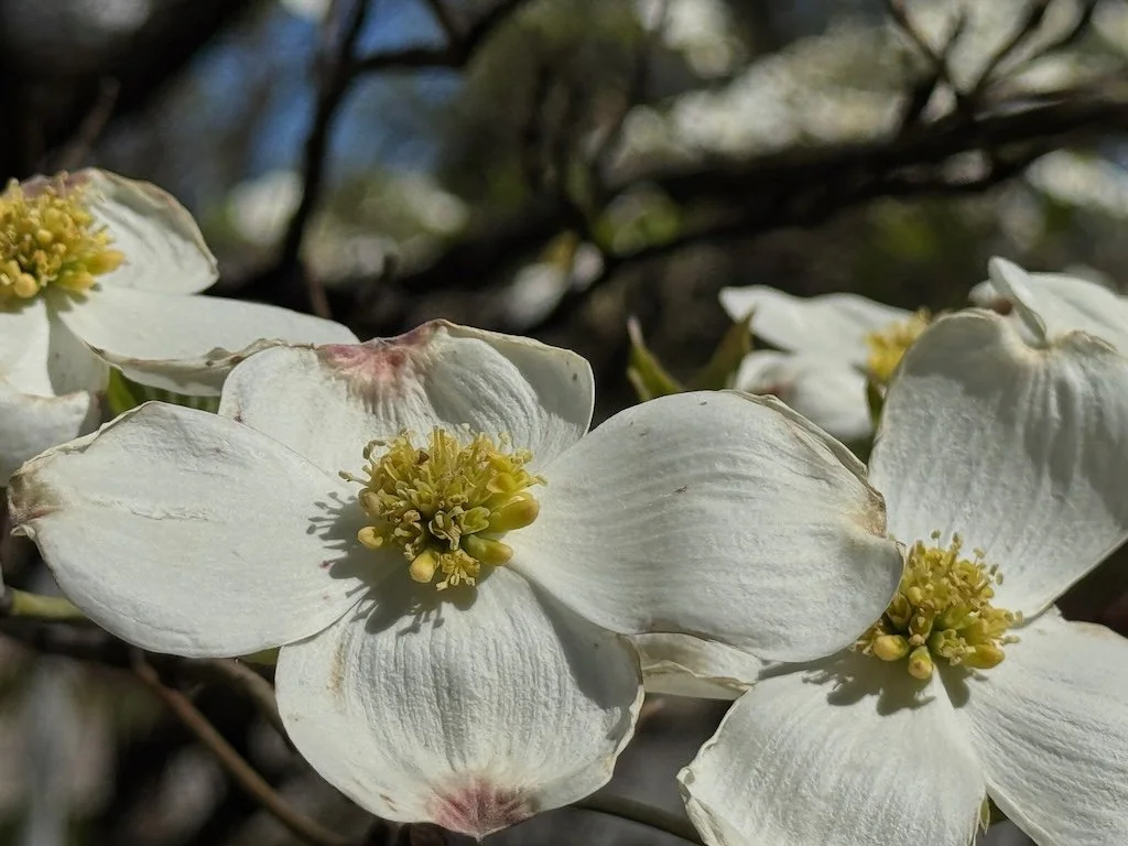 IMG_4329 2025 04.jpeg