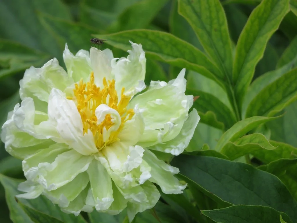 IMG_8120 2025 05.jPG