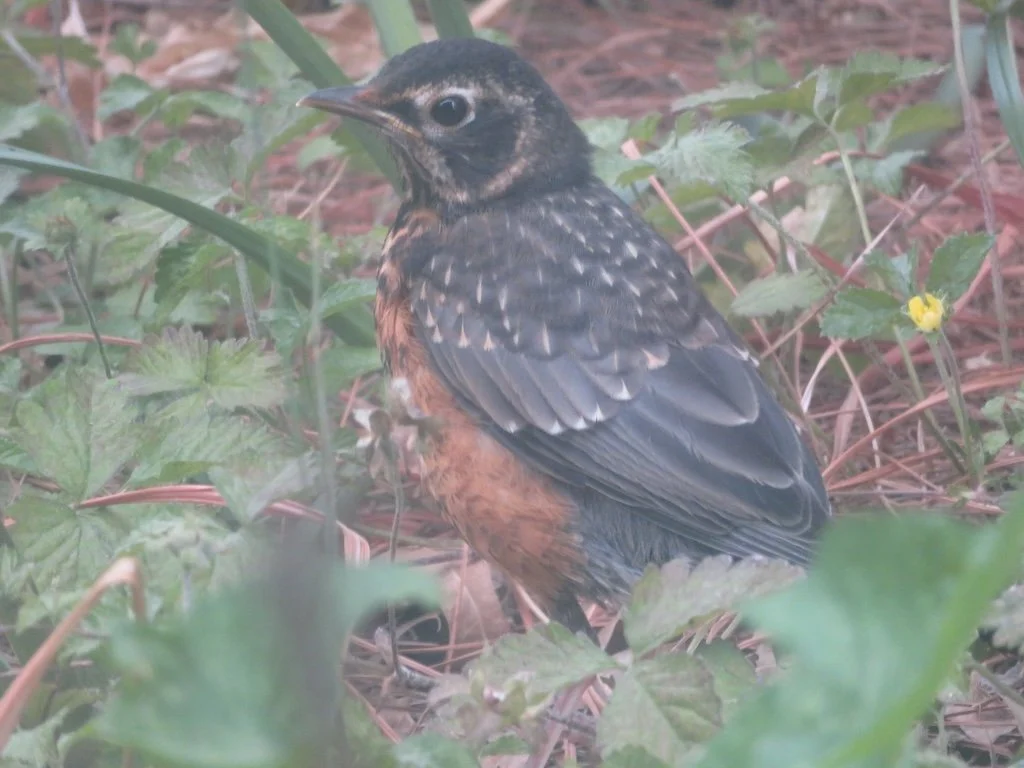 IMG_8239 2025 05.jPG