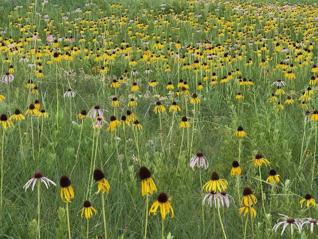 IMG_5874 2025 06.jpeg