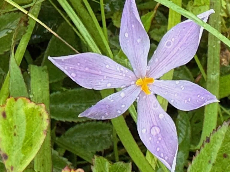 IMG_5942 2025 06.jpeg