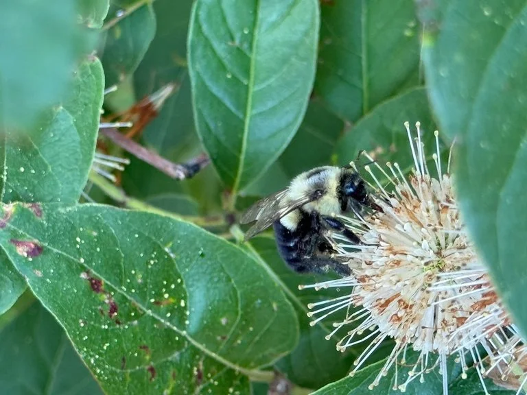 IMG_6596 2025 07.jpeg