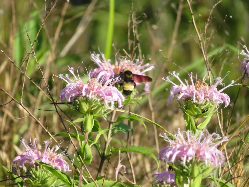 IMG_8409 2025 07.jPG