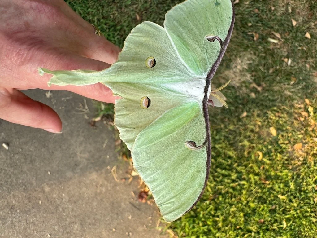 IMG_7596 2025 08.jpeg