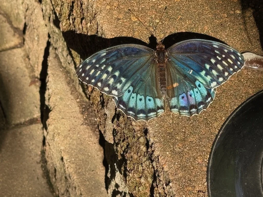 IMG_8015 2025 08.jpeg