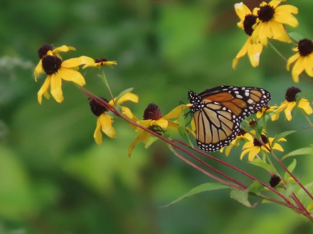 IMG_2743 2025 09b.jPG