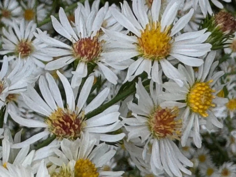 IMG_9986 2025 10.jpeg