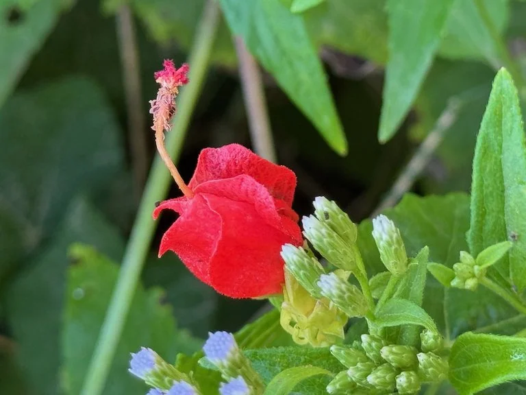 IMG_0440 2025 11.jpeg