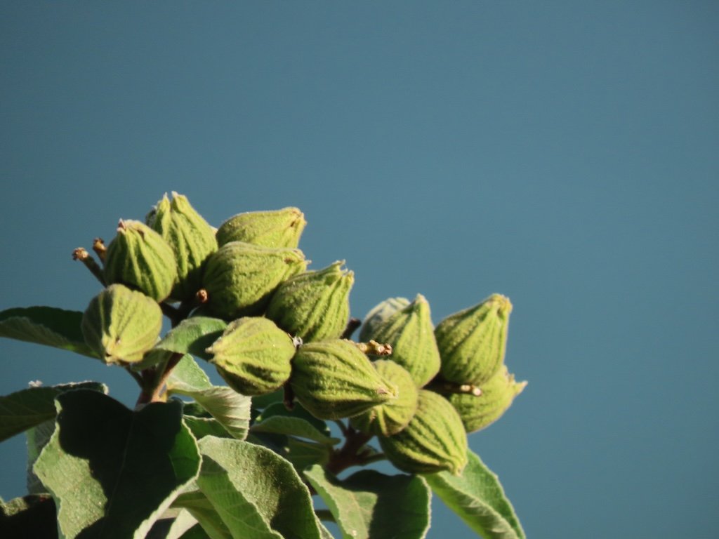 IMG_5985 2025 11.jPG