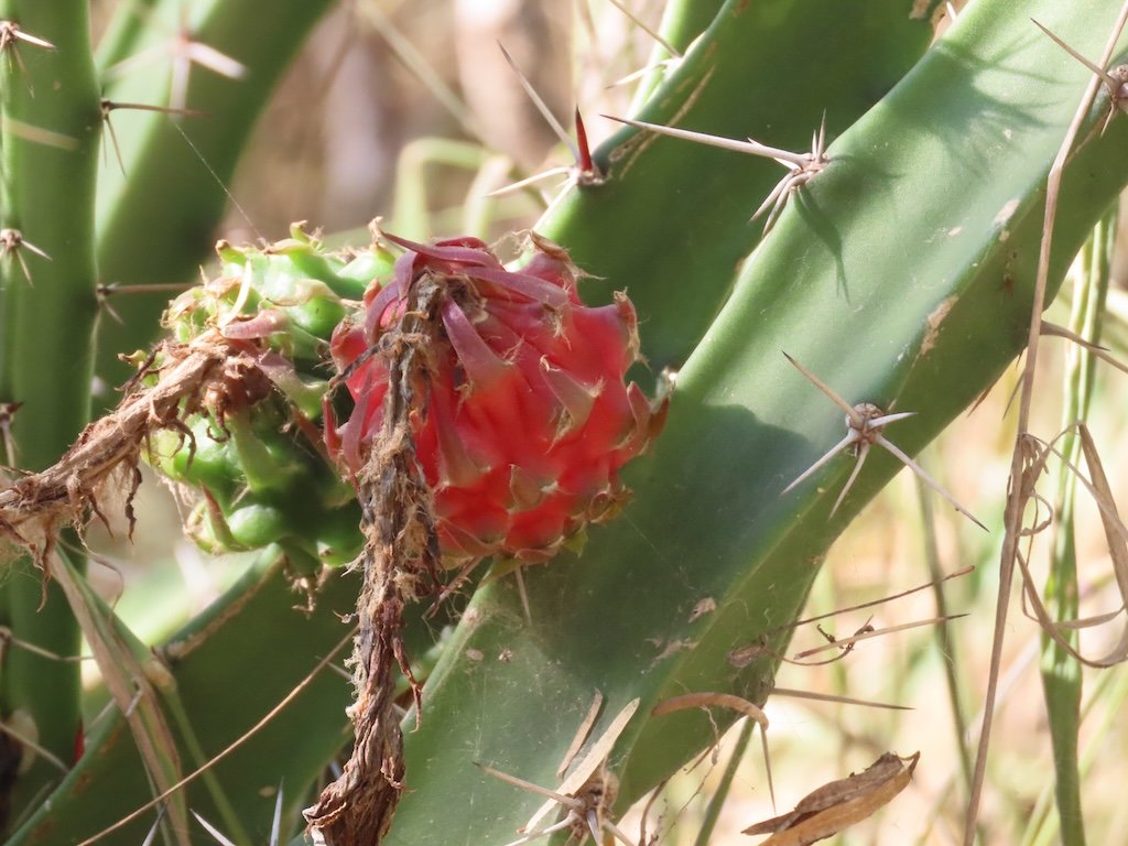 IMG_6040 2025 11.jPG