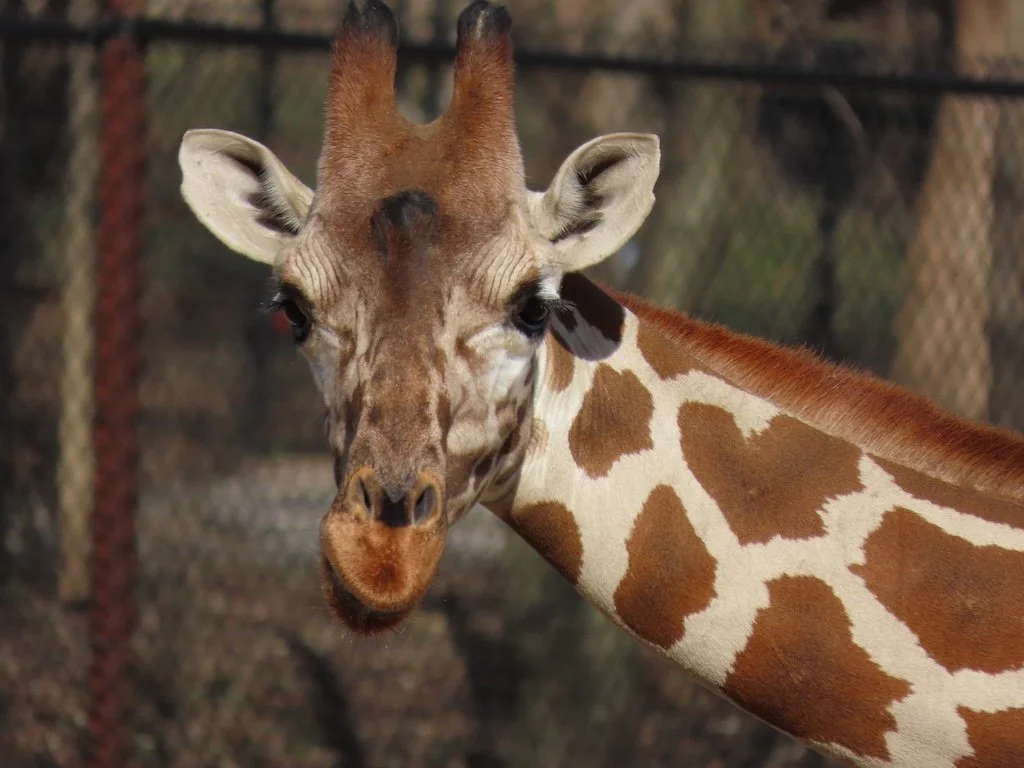 IMG_7378 2025 12.jPG