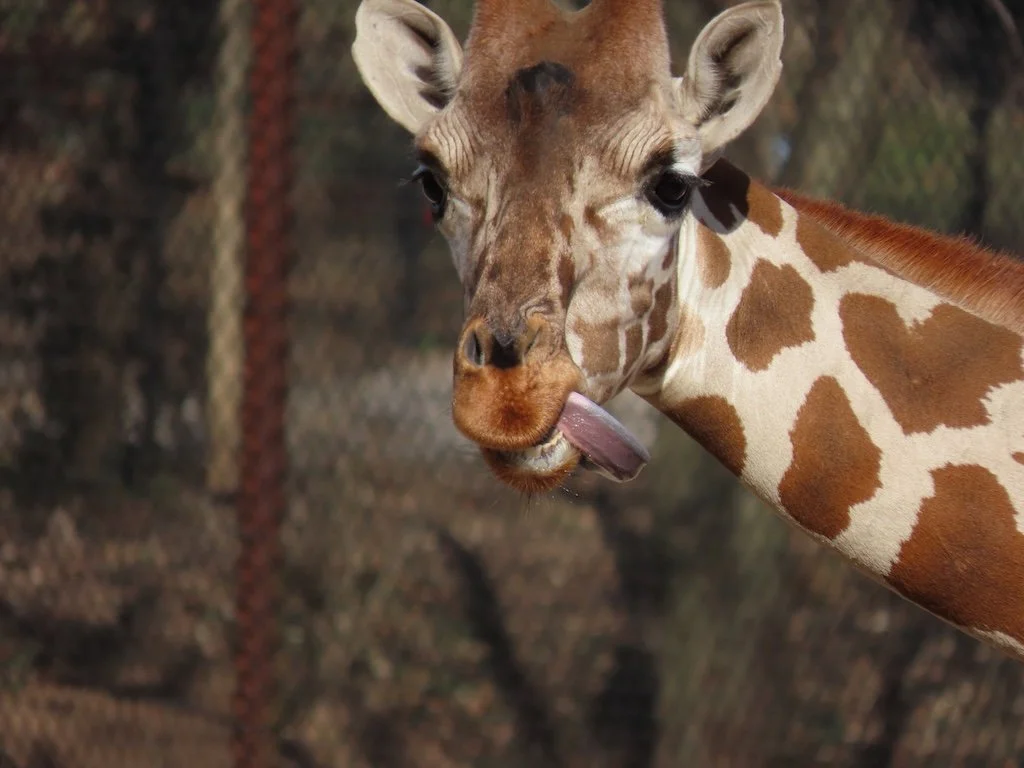 IMG_7380 2025 12.jPG