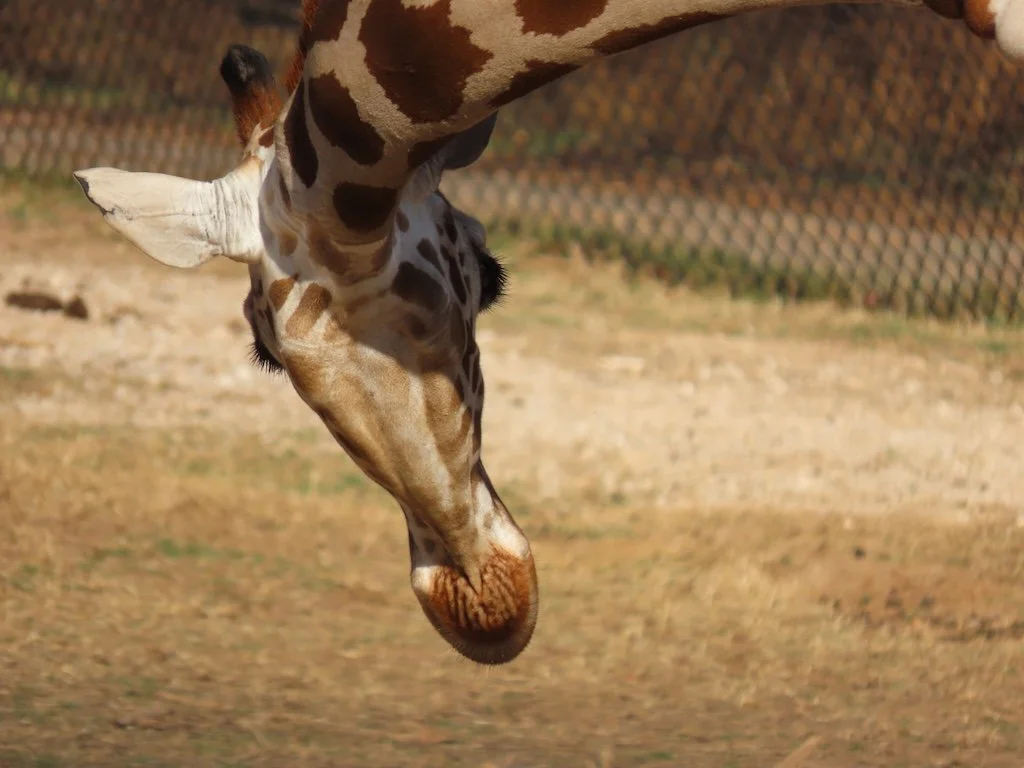 IMG_7382 2025 12.jPG