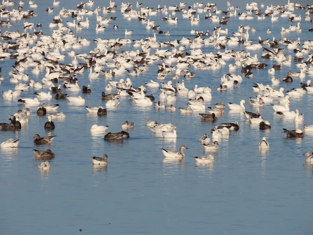 IMG_7480 2025 12.jPG