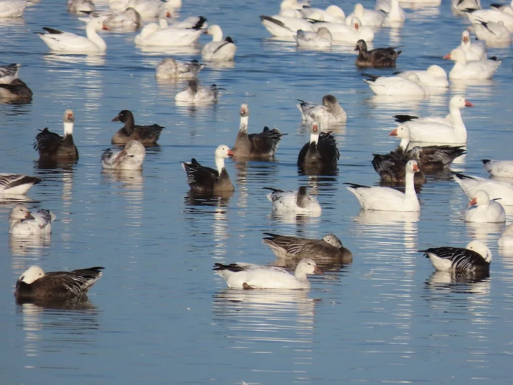 IMG_7486 2025 12.jPG